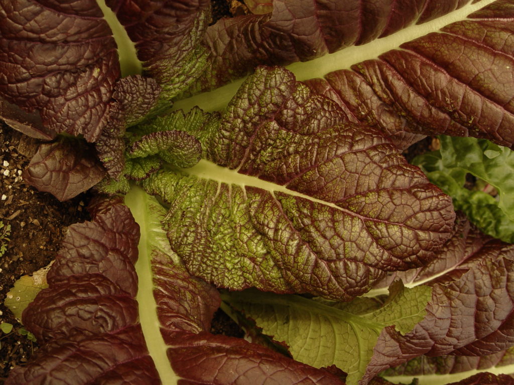 mustard leaves