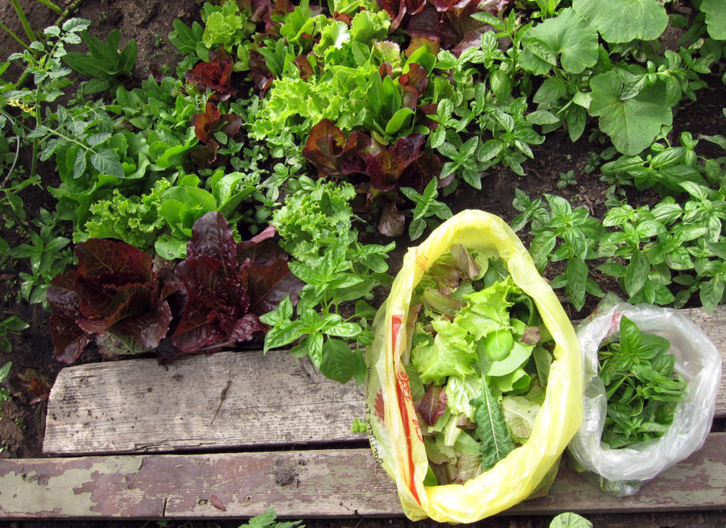 lettuce harvest