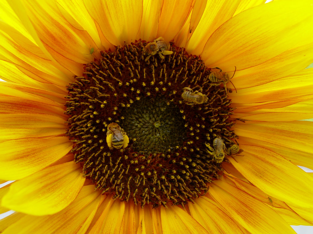 sunflower and bees